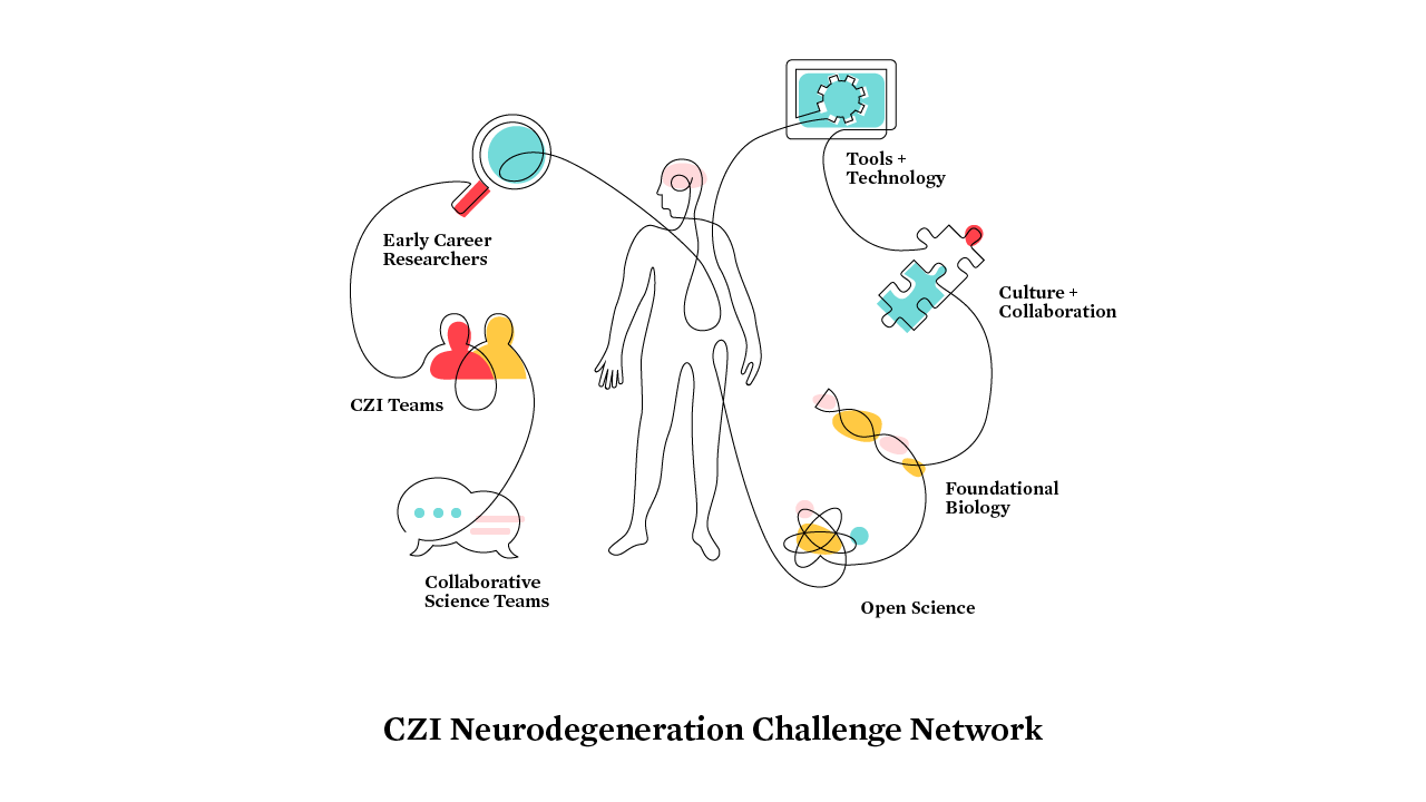5 Early Career Scientists on Why They Love Neuroscience | by Chan