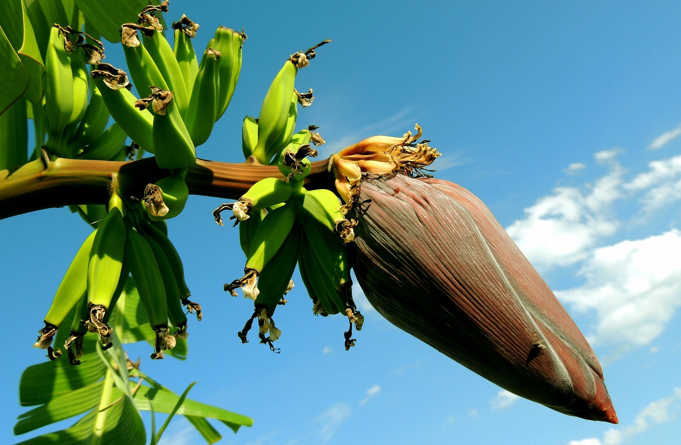 The desperate race to find bananas three missing ancestors by Abbey Food Science Fusion Medium