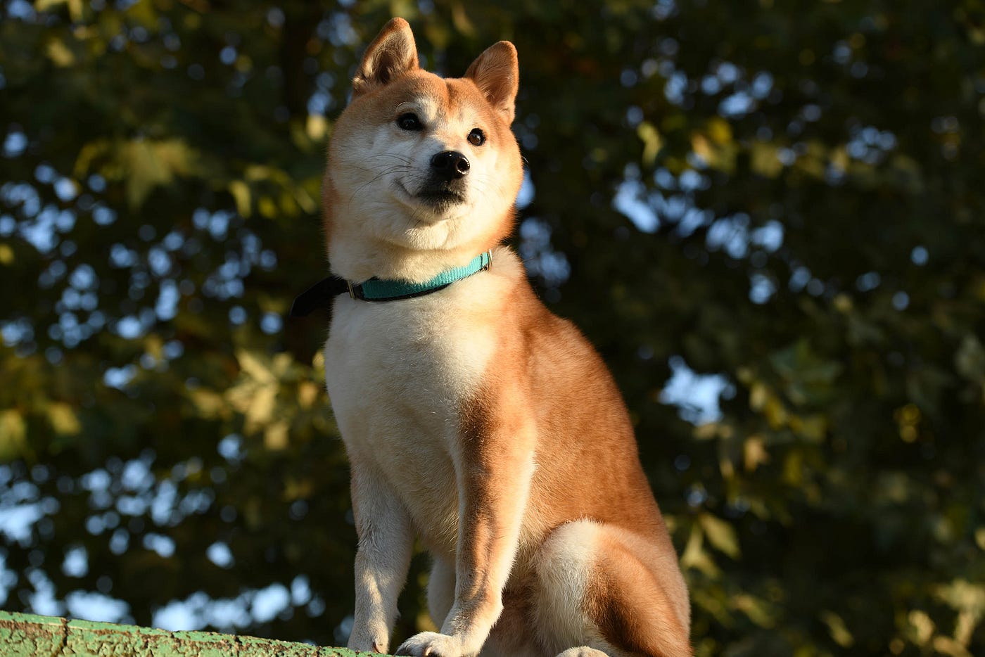 柴犬是日本票選最喜歡的狗狗個性倔強頑固卻對主人忠心耿耿- Joel Fukuzawa - Medium