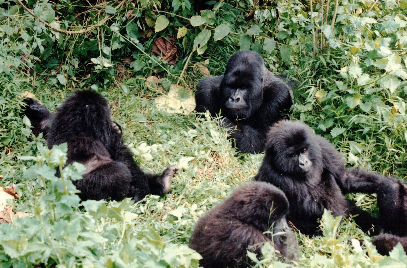 Various Gorillas have been seen breaking poachers traps : r