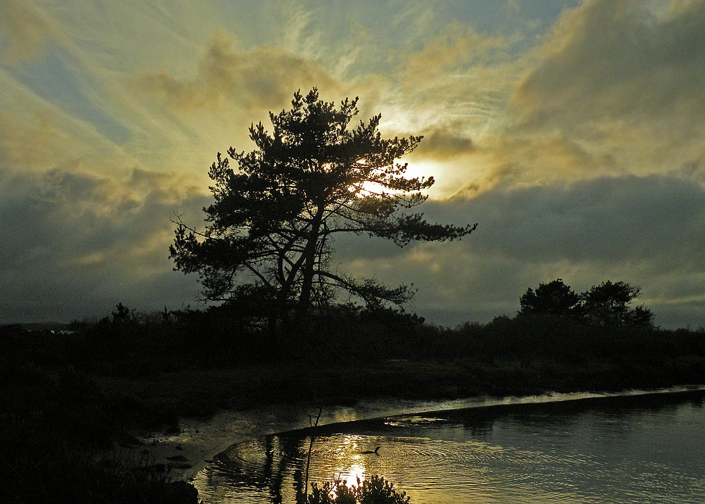 Bright sun bursting through clouds over pine tree in the estuary at Morro Bay — Photo by Ruth Ann Angus