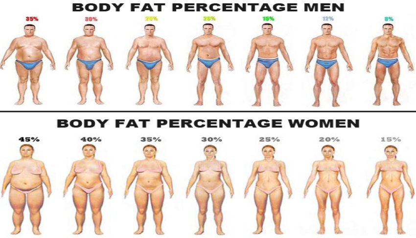 BODY FAT PERCENTAGE CALCULATOR — JUST RIGHT TO ESTIMATE YOUR FAT! | by  Courtney Graley | Medium