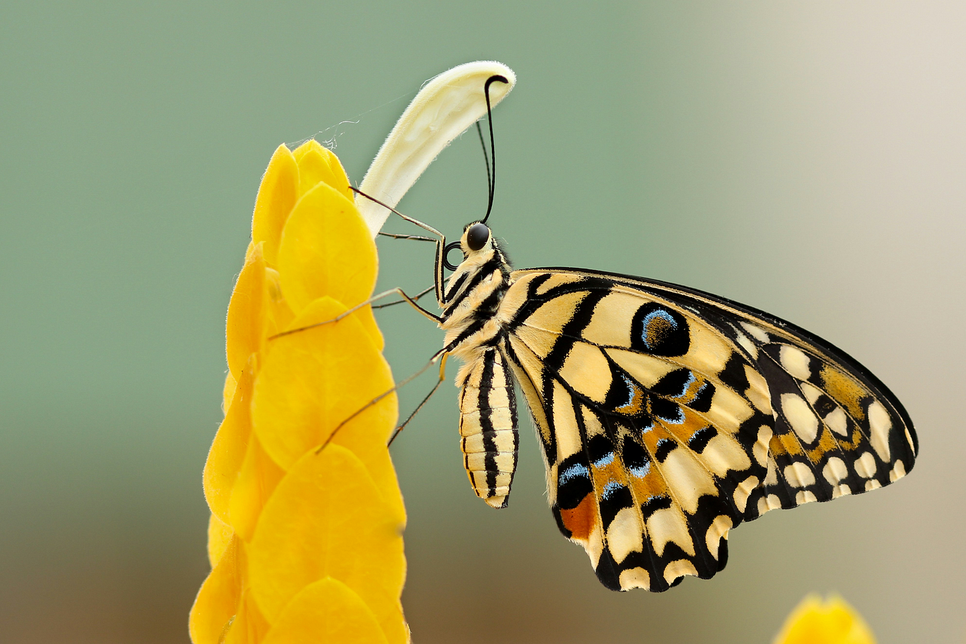 What the Goddess of the Soul Teaches About the Process of Becoming