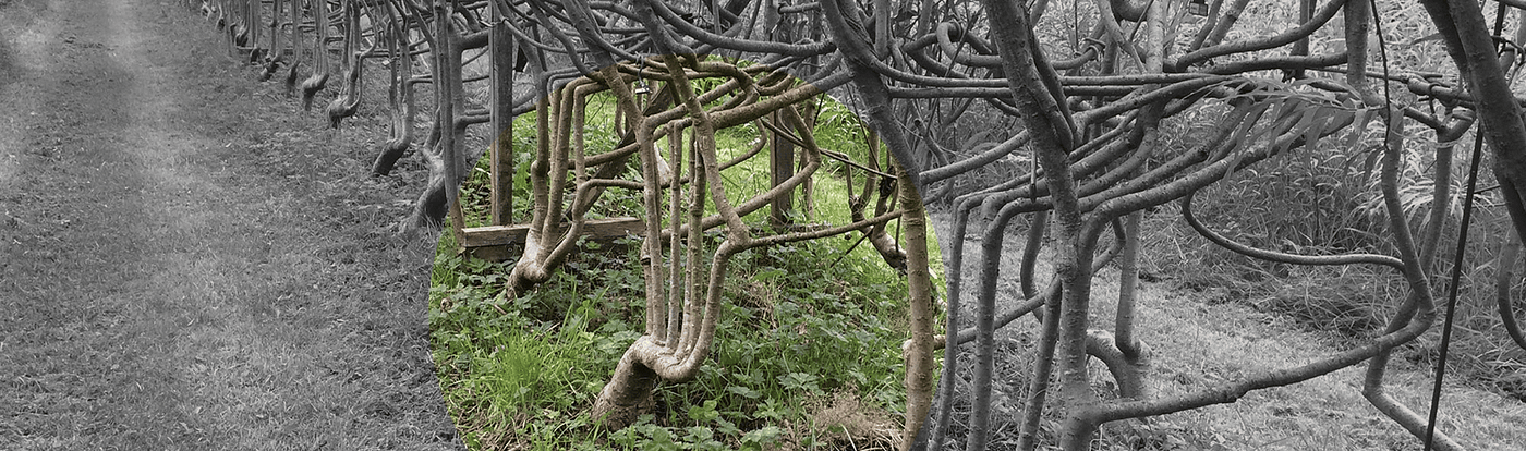 Image retravaillée à partir de “Chaise Full Grown (chaise en plantation)”, 2018–2025, un projet visant à faire directement pousser des plantes en forme de chaises plutôt que de devoir les couper et les assembler.