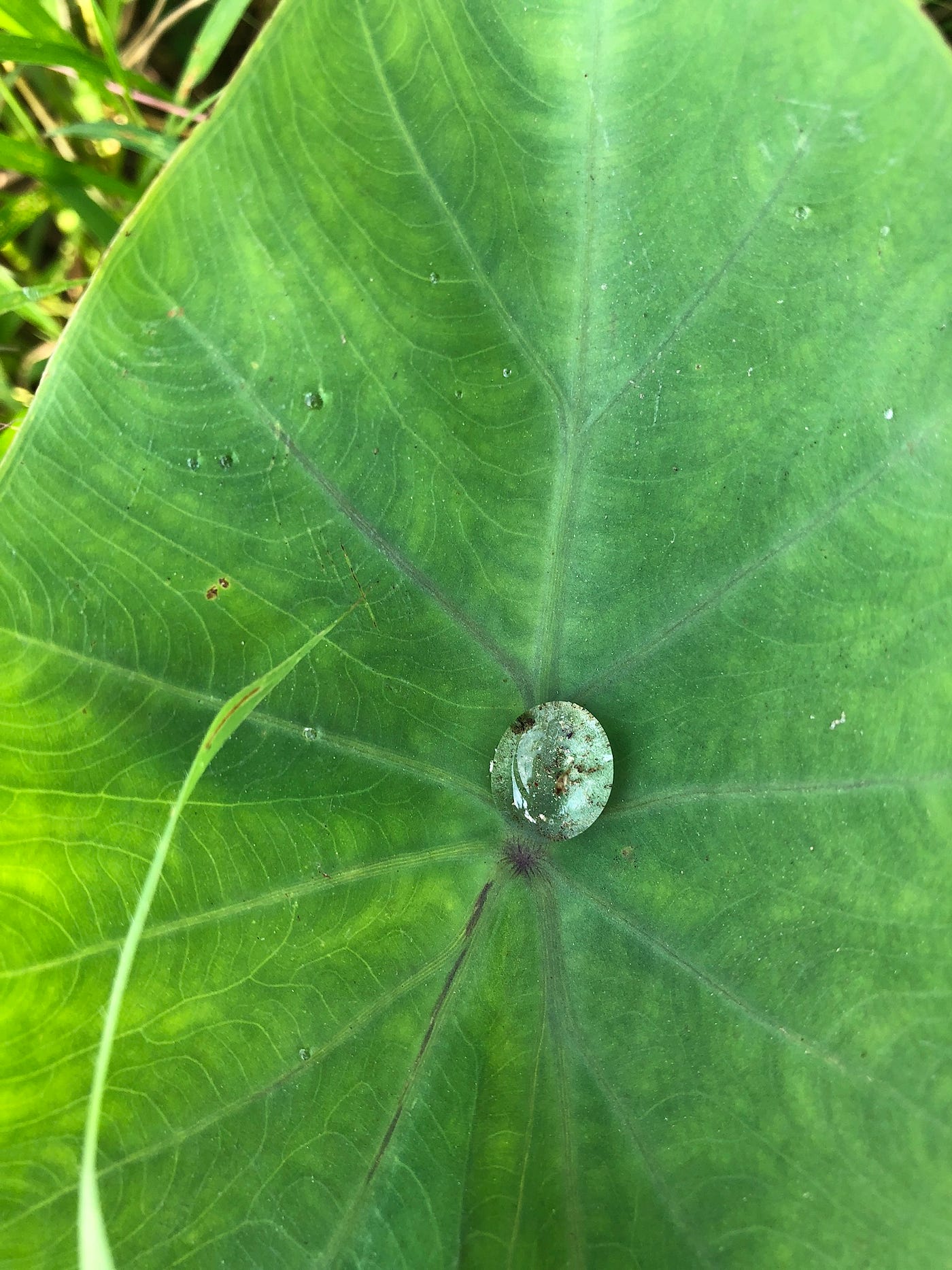 Kalo leaf with dew drop (photo Tam Hunt)