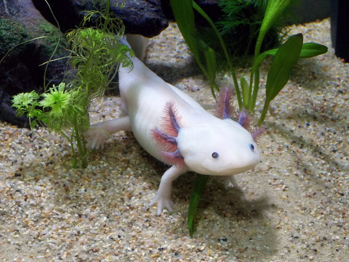 What do Axolotls Eat?. Axolotls are unique pets, but they are
