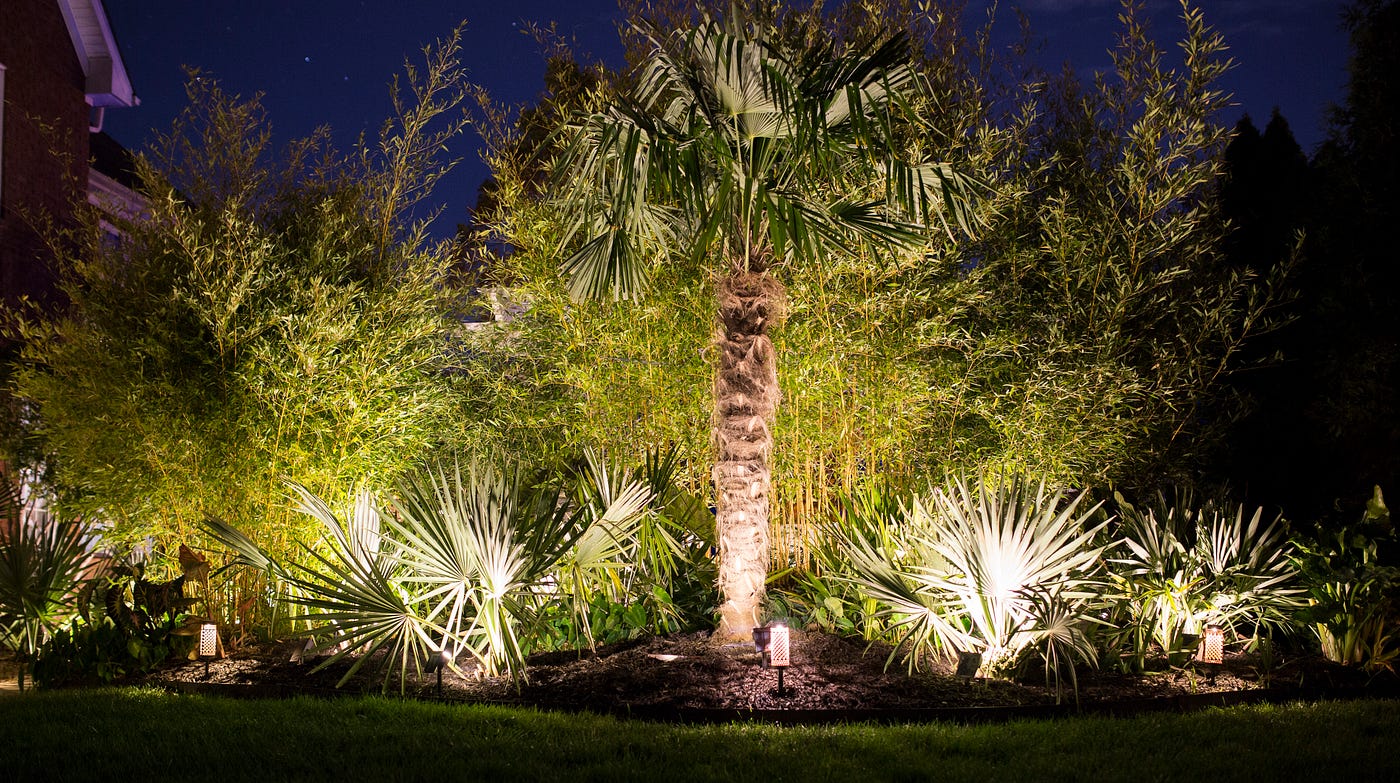 Windmill Palm Care Guide: Growing the Cold-Hardiest Trunking Palm