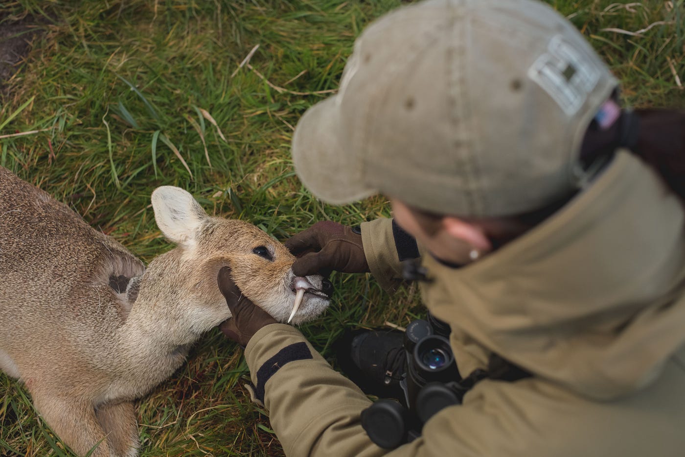 water deer