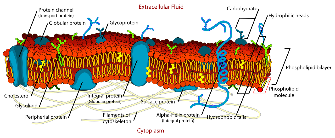 Exploring the Intricacies of Cell Membranes: A Comprehensive Overview of Cell Line Membrane…