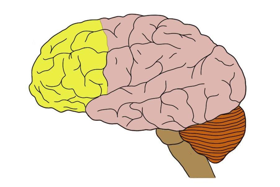 dorsolateral prefrontal cortex