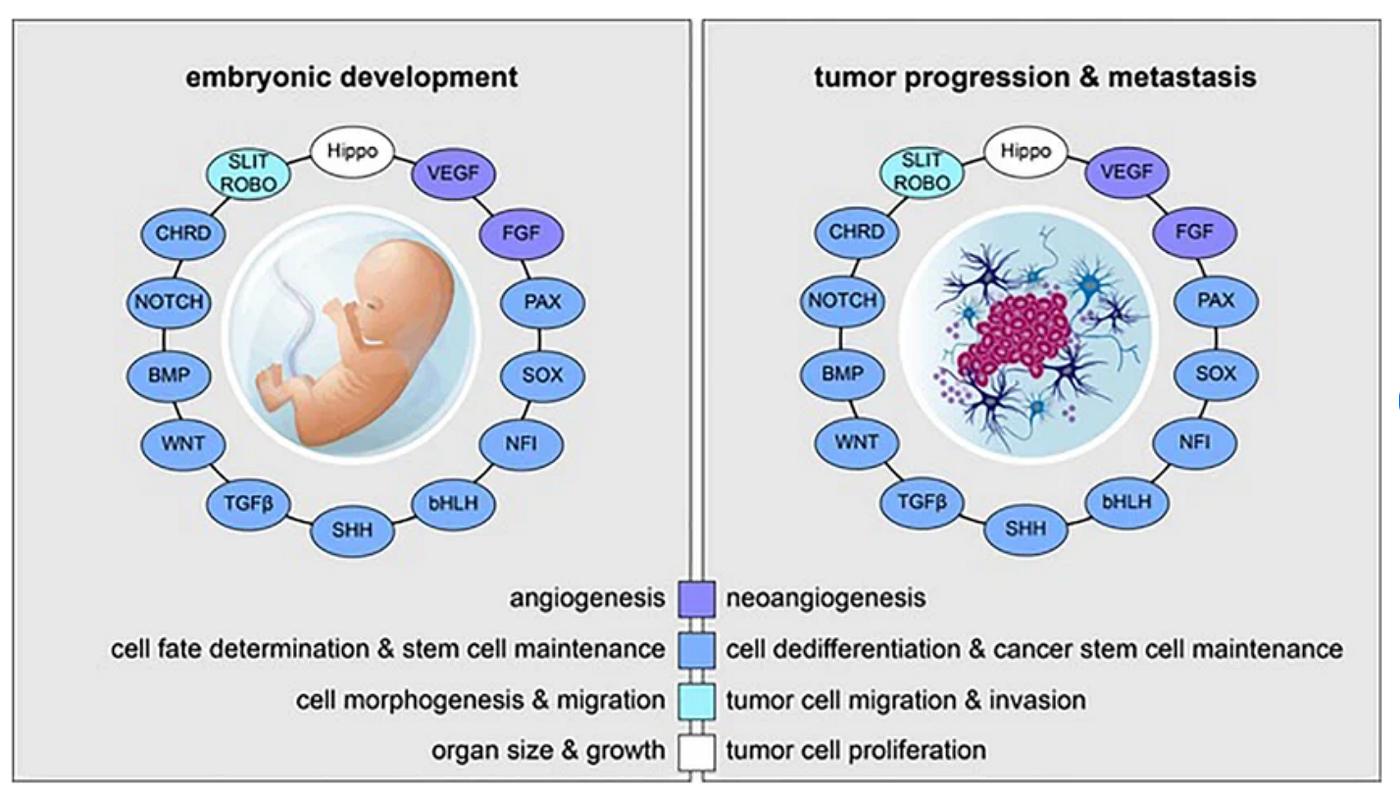 Why do Embryos and Tumours use the same Biological Pathways?