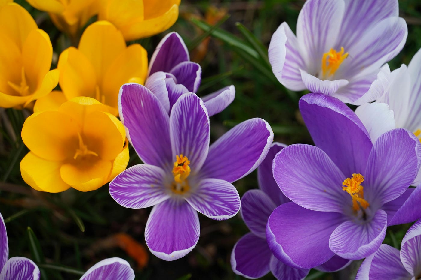 Foto di Jennifer Dridiger: https://www.pexels.com/it-it/foto/fiori-viola-giardino-giallo-17913878/