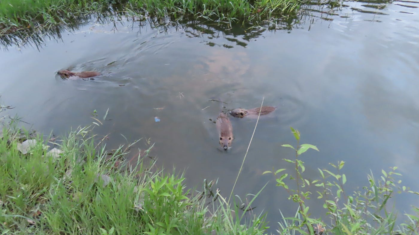 緑ヶ丘公園のヌートリア 大1匹中4匹 確認 8月9日