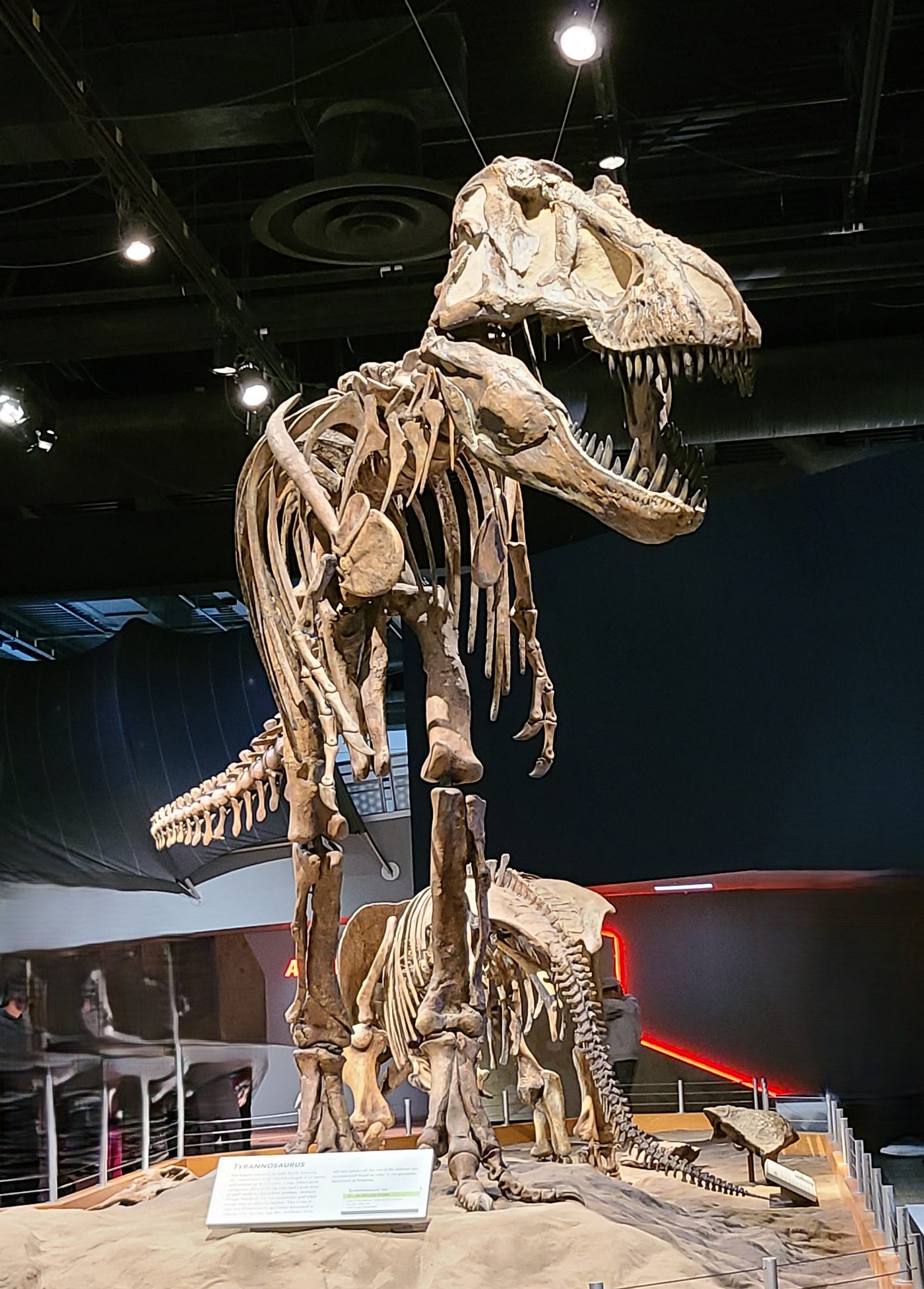 World Dinosaur Day🦕