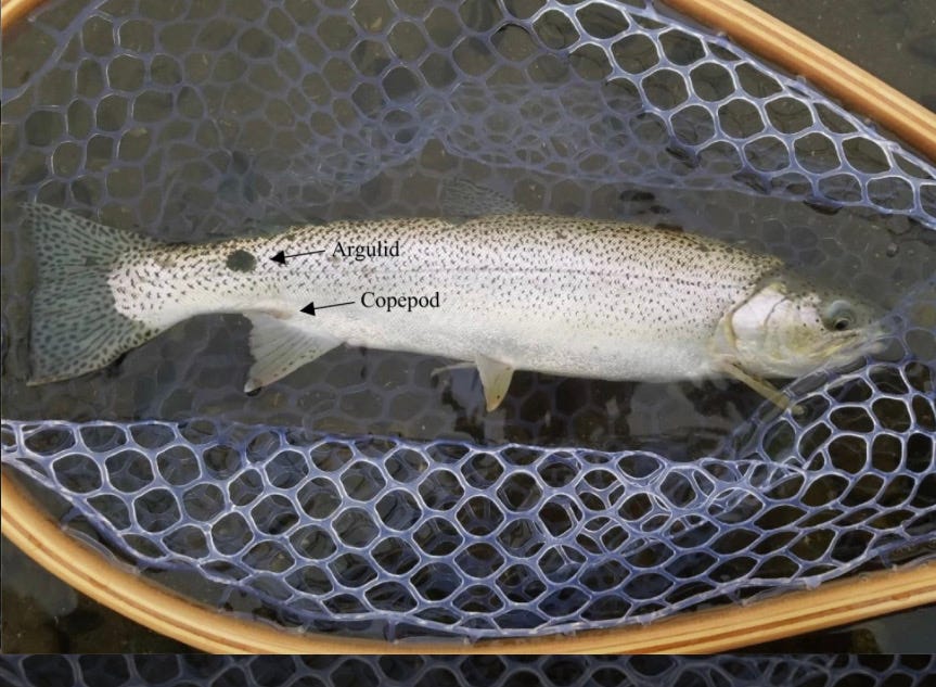Innovative grassroots study helps remove mystery surrounding sea-run  cutthroat trout, by The Washington Department of Fish and Wildlife