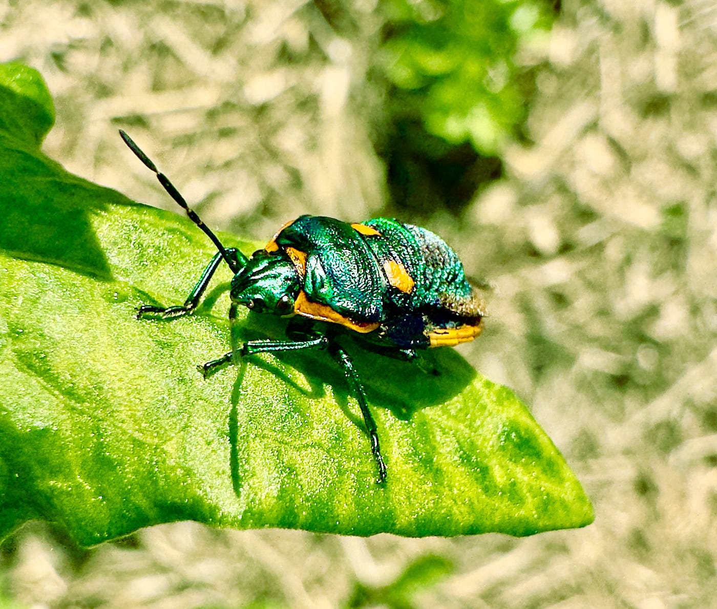 Harlequin bugs