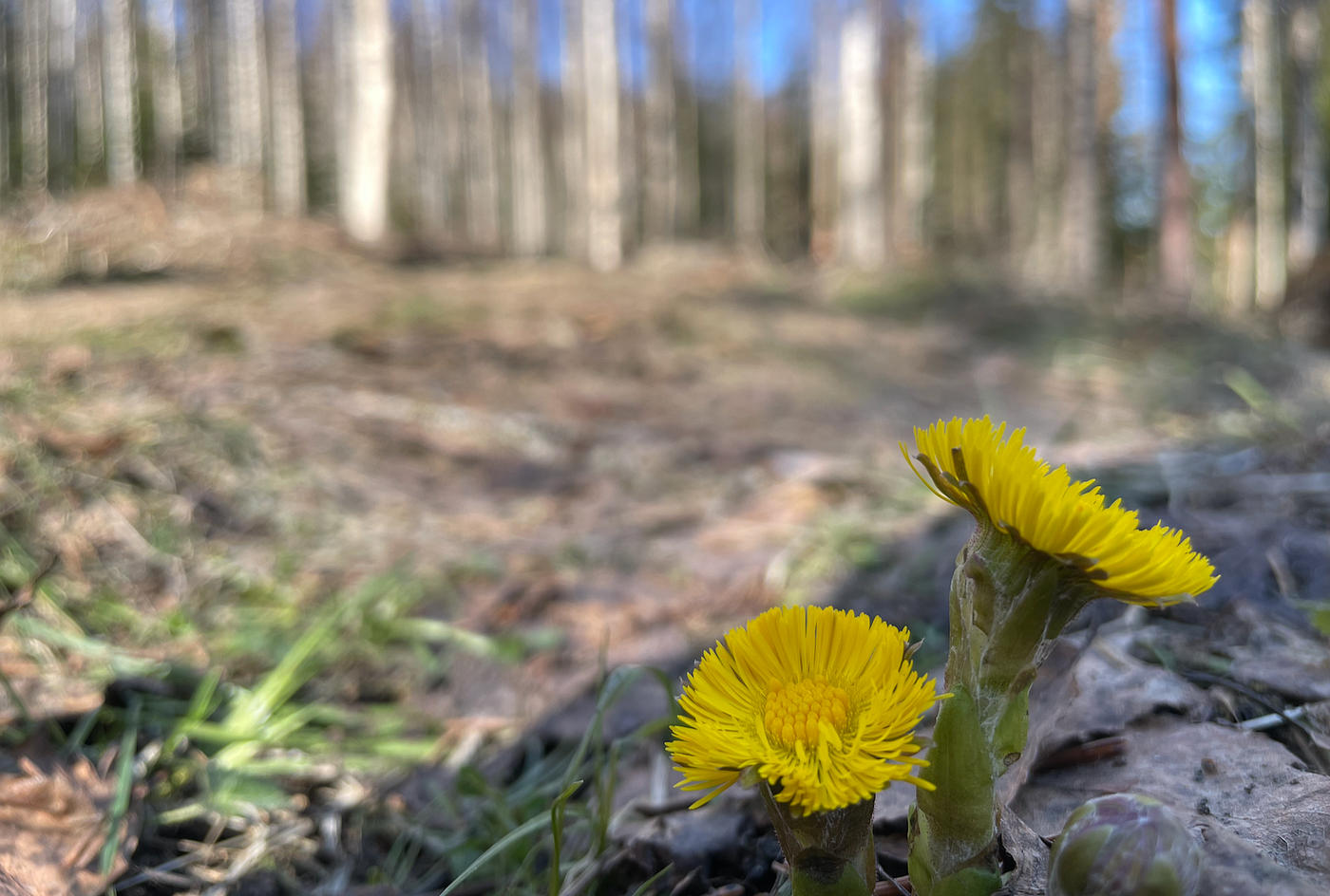 Tiedätkö minkä yhteiskuntasopimuksen olet allekirjoittanut?