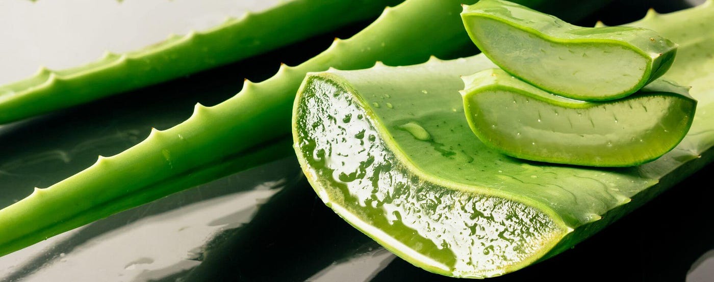Babosa (Aloe vera): a planta da imortalidade