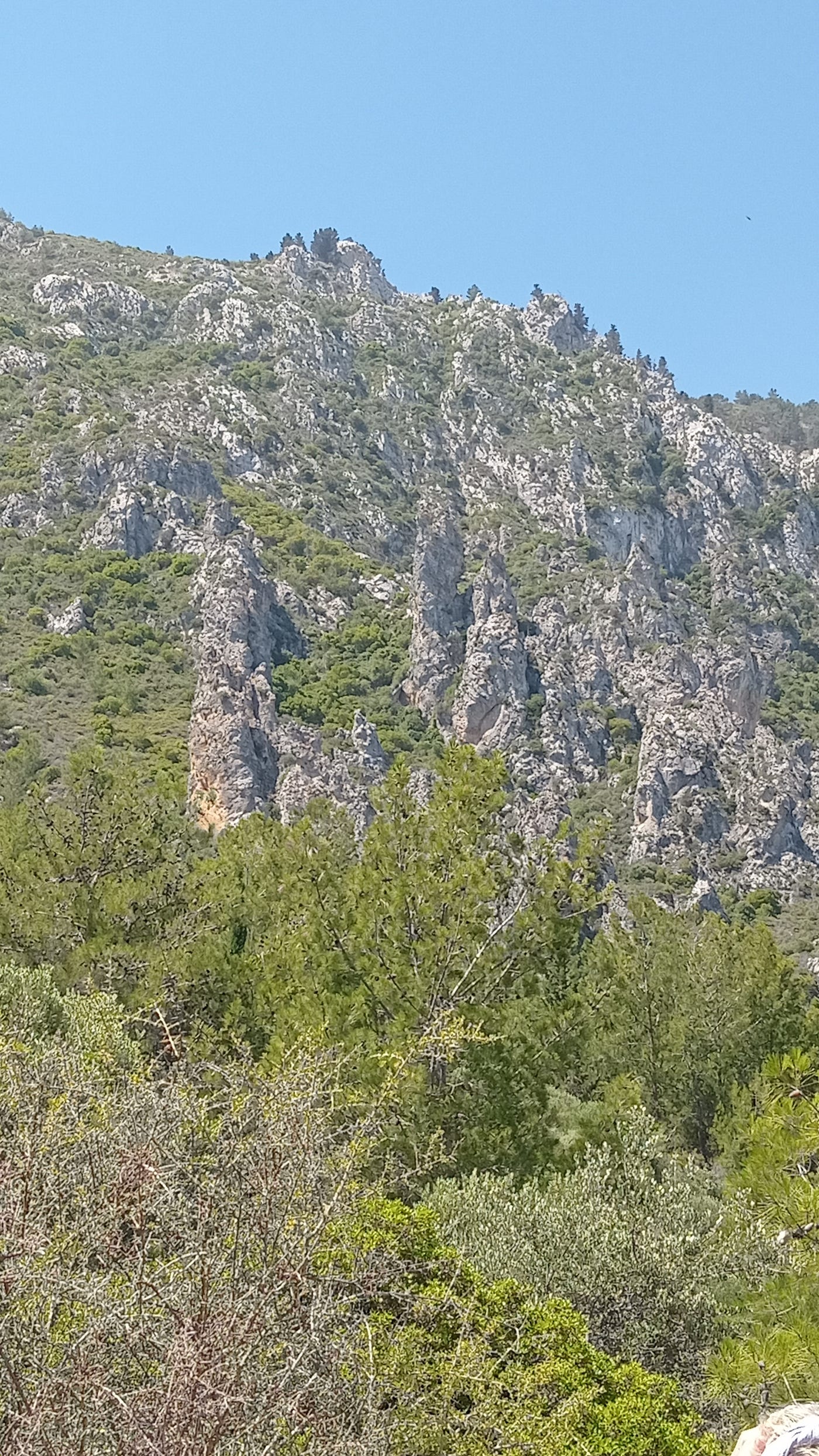 Pinnacles marching down the mountainside (Photo by the author)