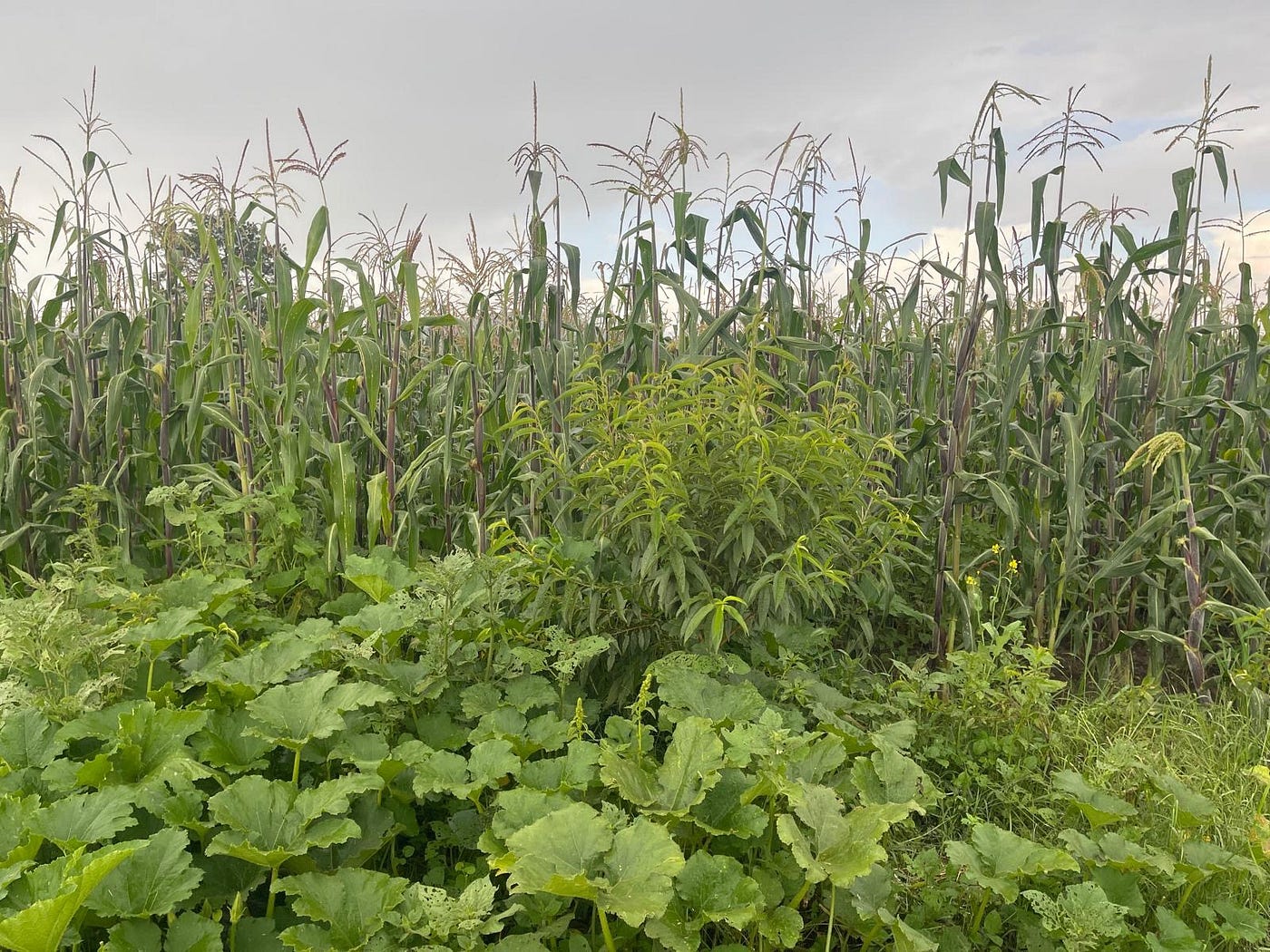 Milpa as a traditional farming system in Veracruz, Mexico. Photo by Claudia Heindorf.