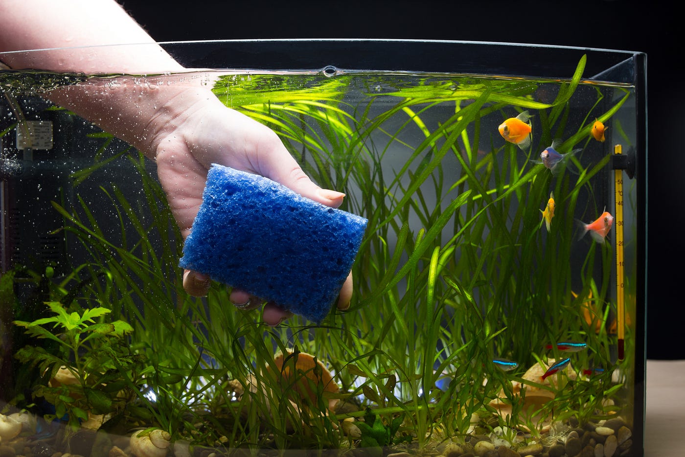 Cleaning and Maintaining Your Fish Tank: A Comprehensive Guide, by Ruth  Evans