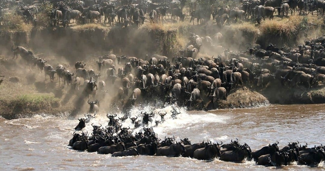 the serengeti's great migration 洋書 🌍 The Wildebeest Great Migration: Does It Help Their