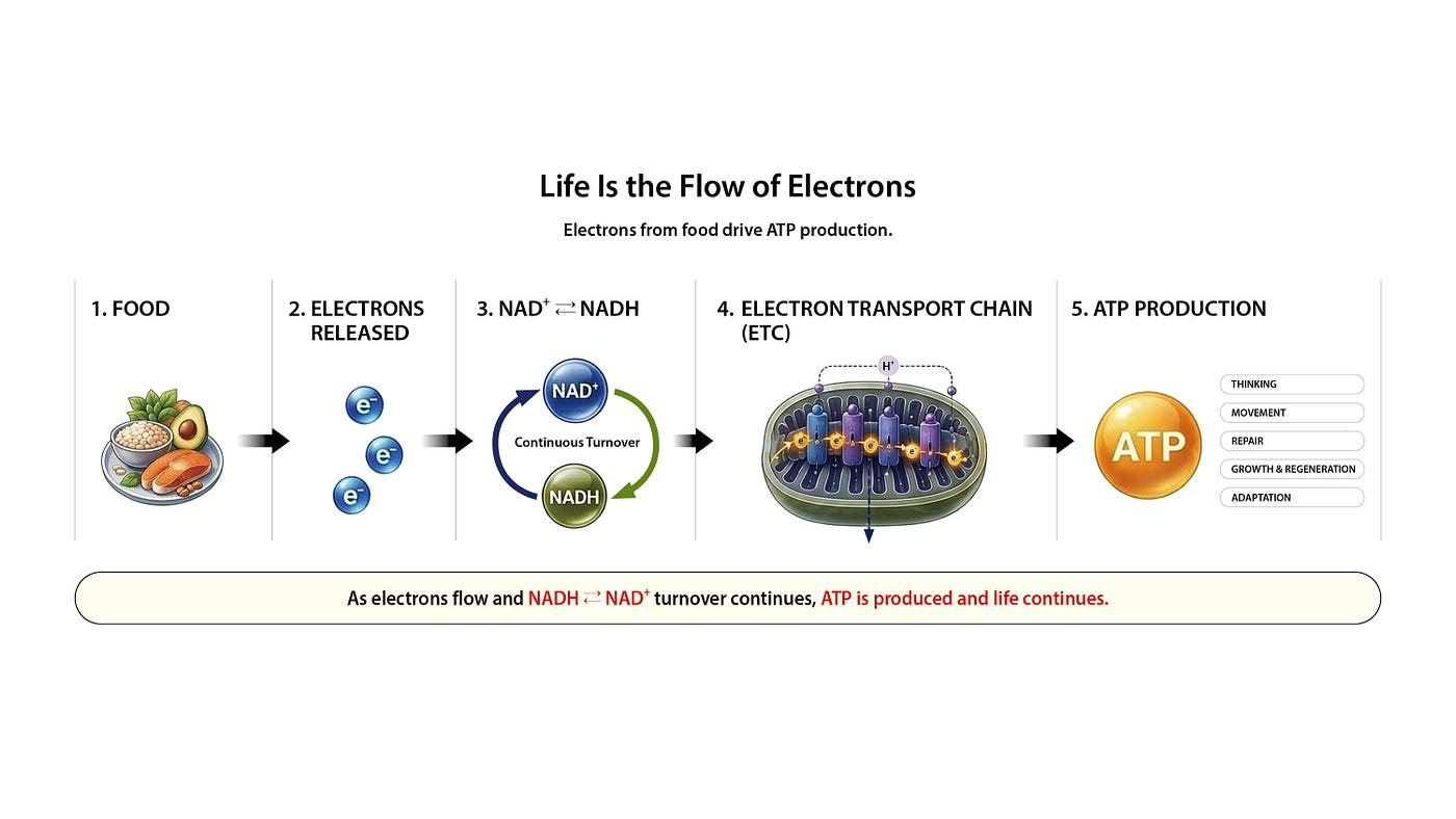 🟥 PRO│Life Is the Flow of Electrons