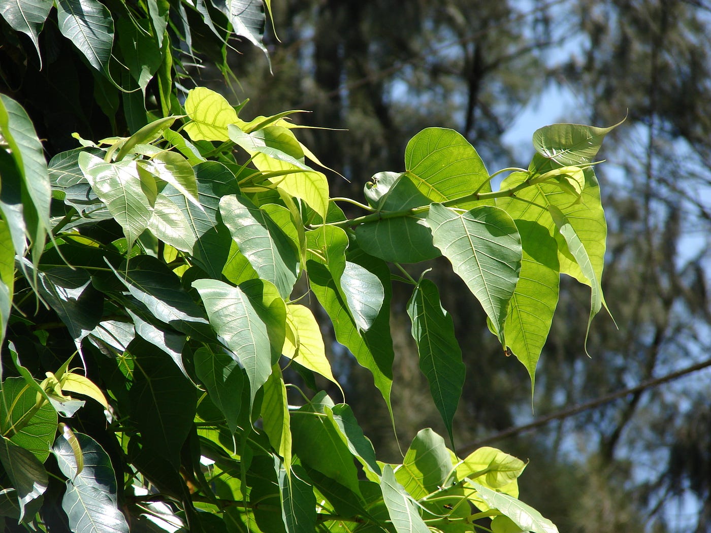 Ficus Religiosa: The Sacred Peepal Tree