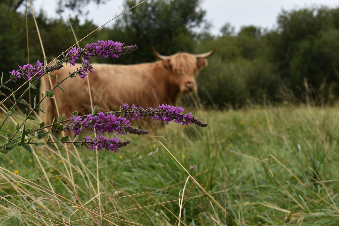 Jour 2 : je vais voir les vaches dans la prairie humide où nous elles ont transhumé hier.