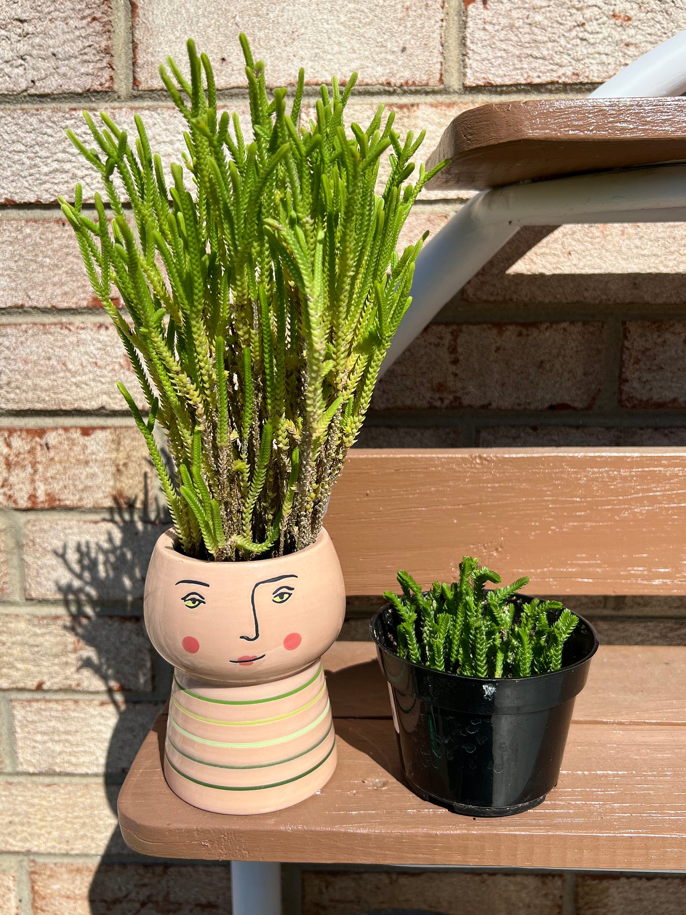 Meet Ms. Hairy, My Princess Pine (Crassula muscosa) | by Marta Calderon,  MScE | The Green Thumb | Medium