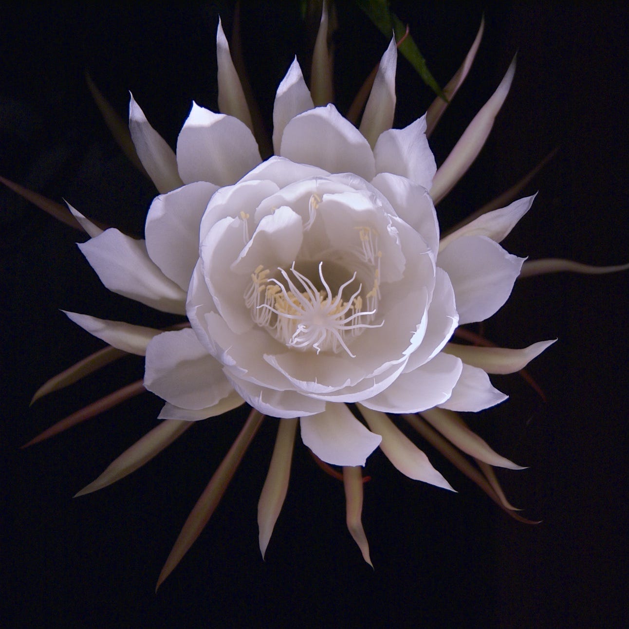 White is the Color. Of my true love's garden | by Ronald C. Flores-Gunkle |  Weeds & Wildflowers | Medium