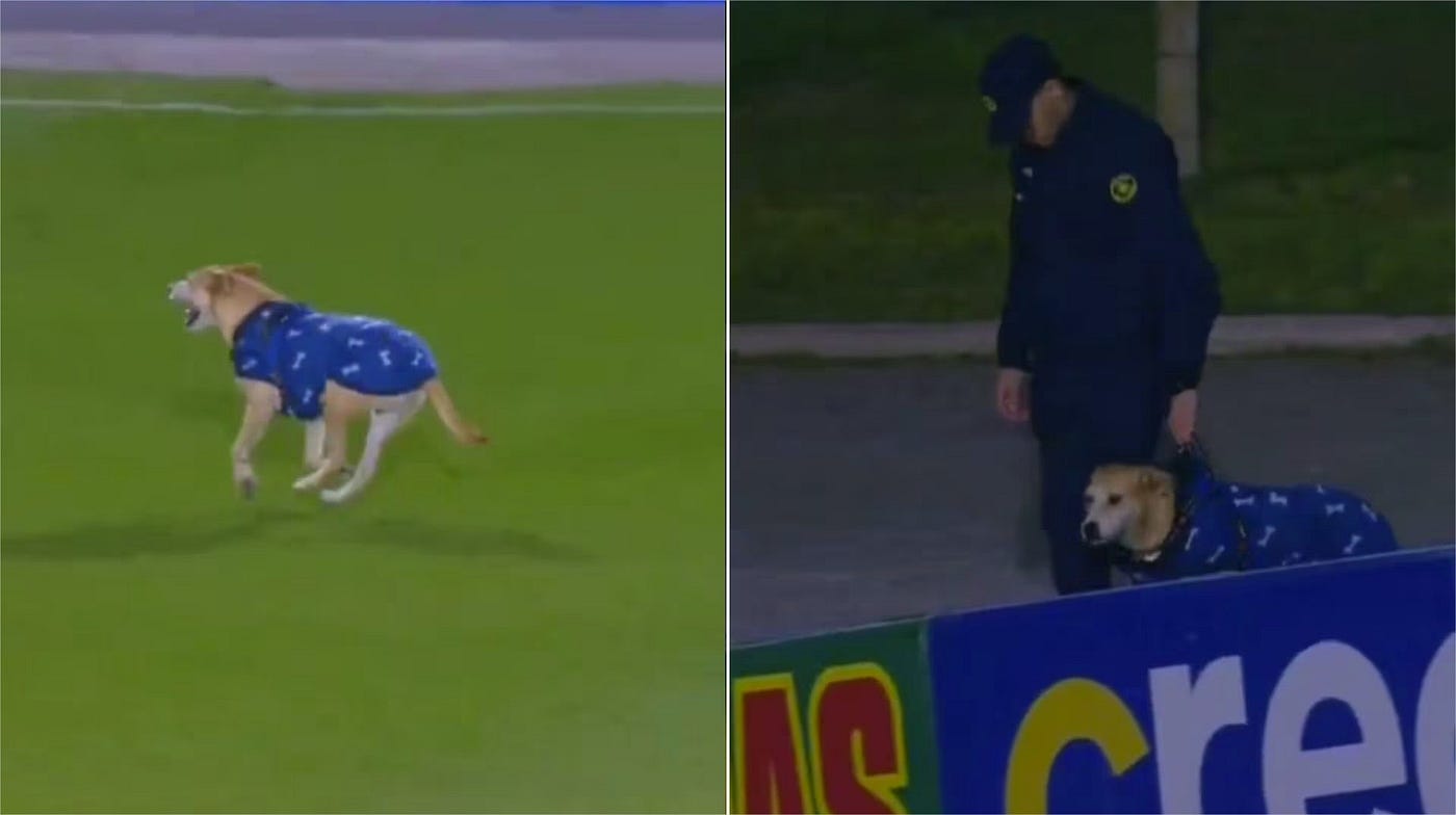 La aparición del perro no pasó desapercibida para los futbolistas ni para el público
