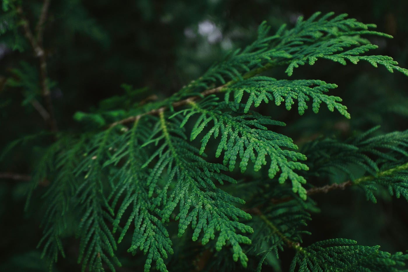 Exploring the value of cedar trees with T’Sou-ke First Nation