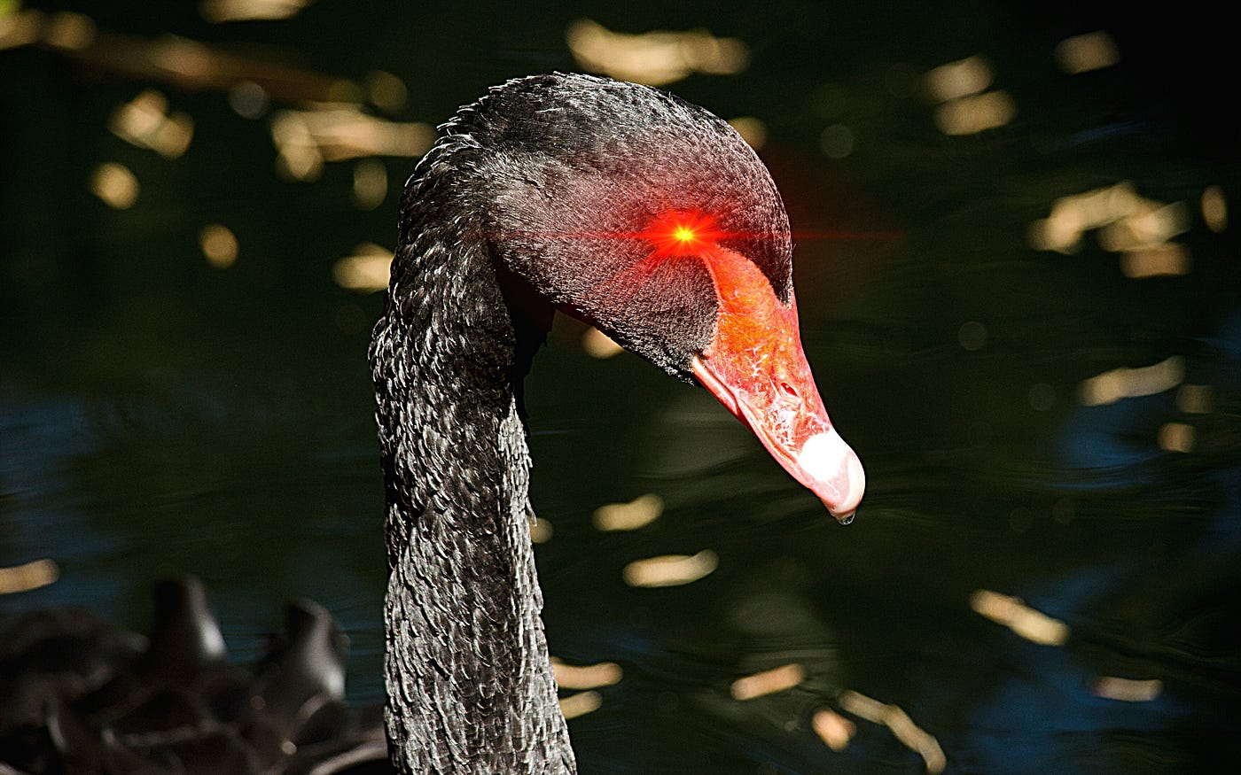 The Real Crypto Black Swan Event is Coming Now | by Isaiah McCall | Yard  Couch | Medium