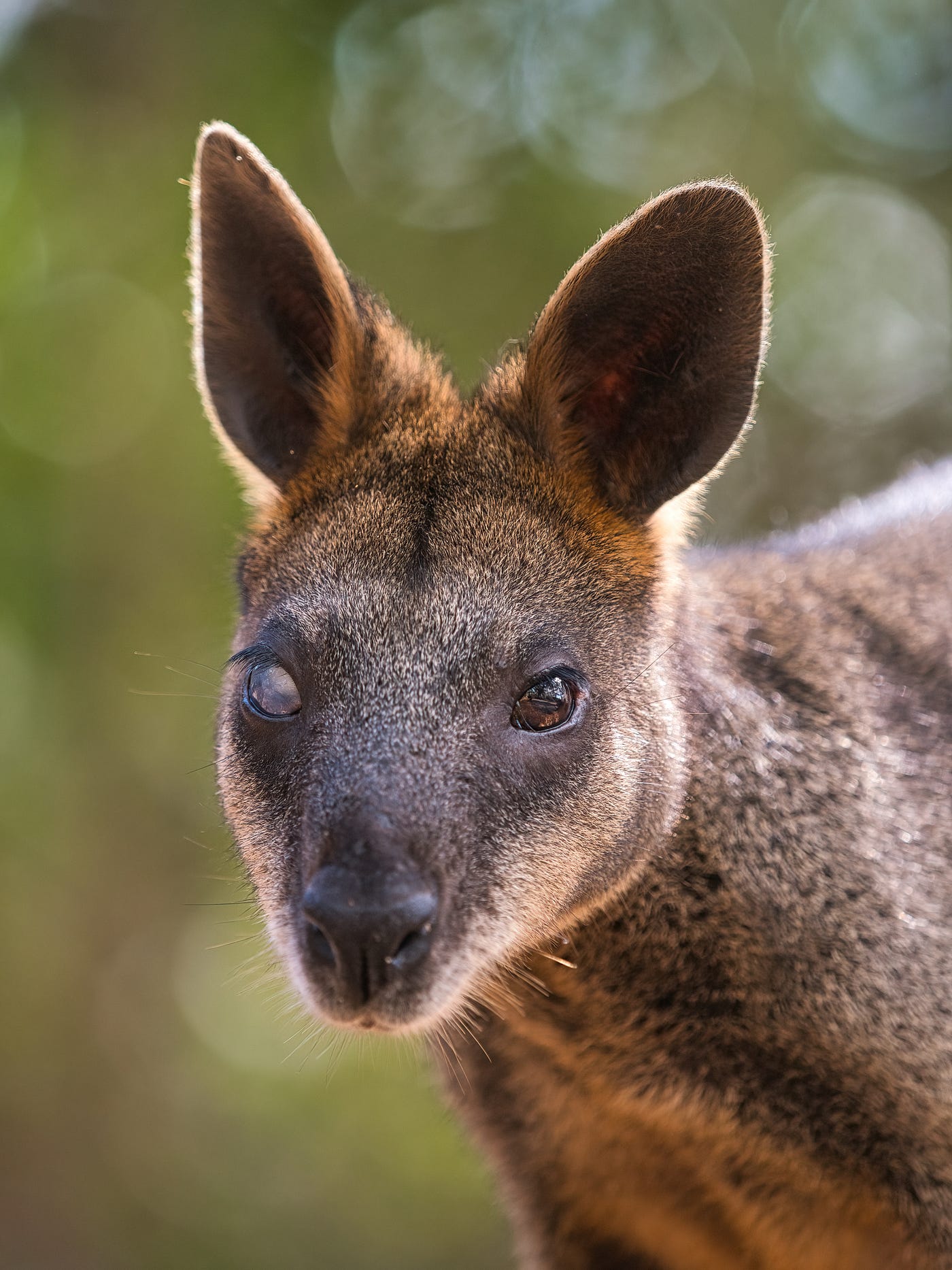 A baby wallaby's first hopes and his mother's love