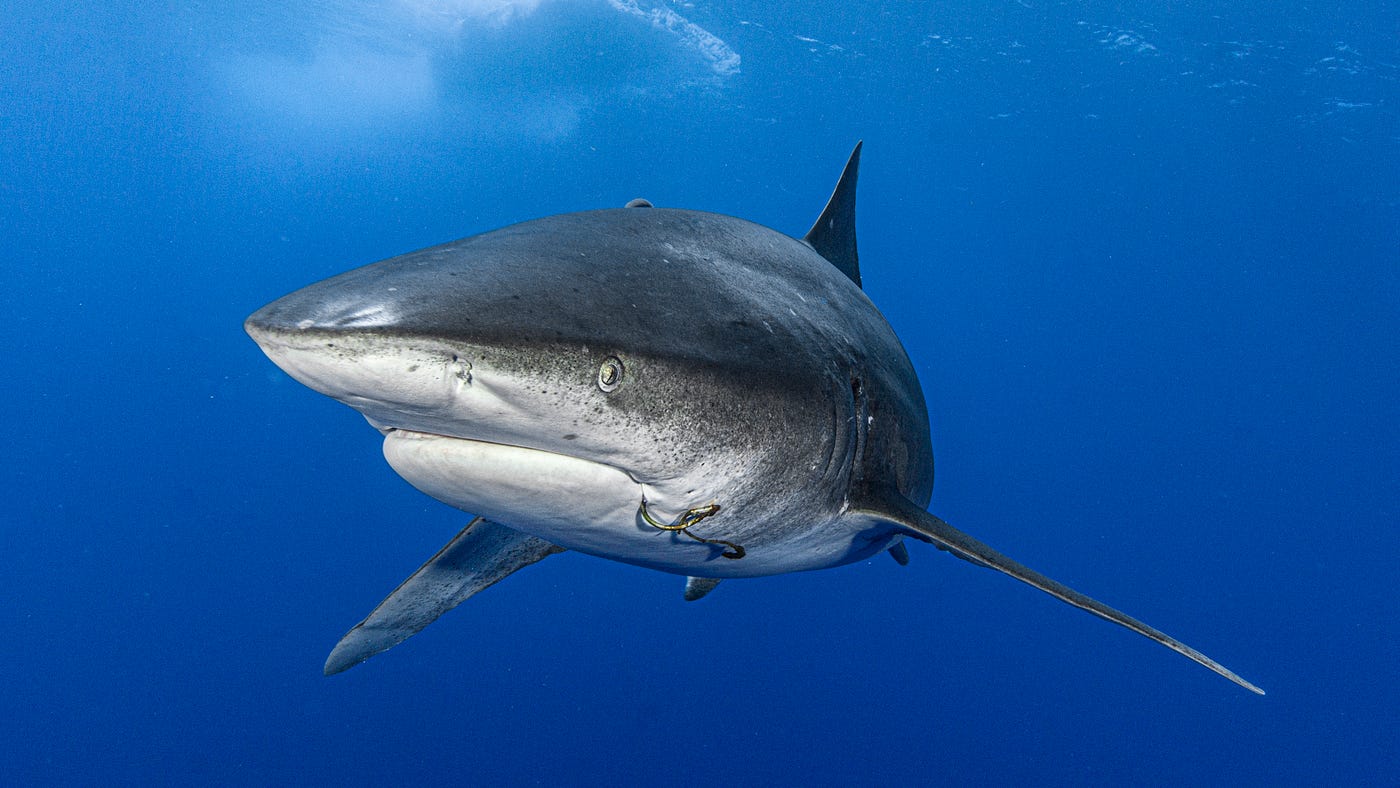 Six Ways Fishermen Keep Shark Fishing Sustainable