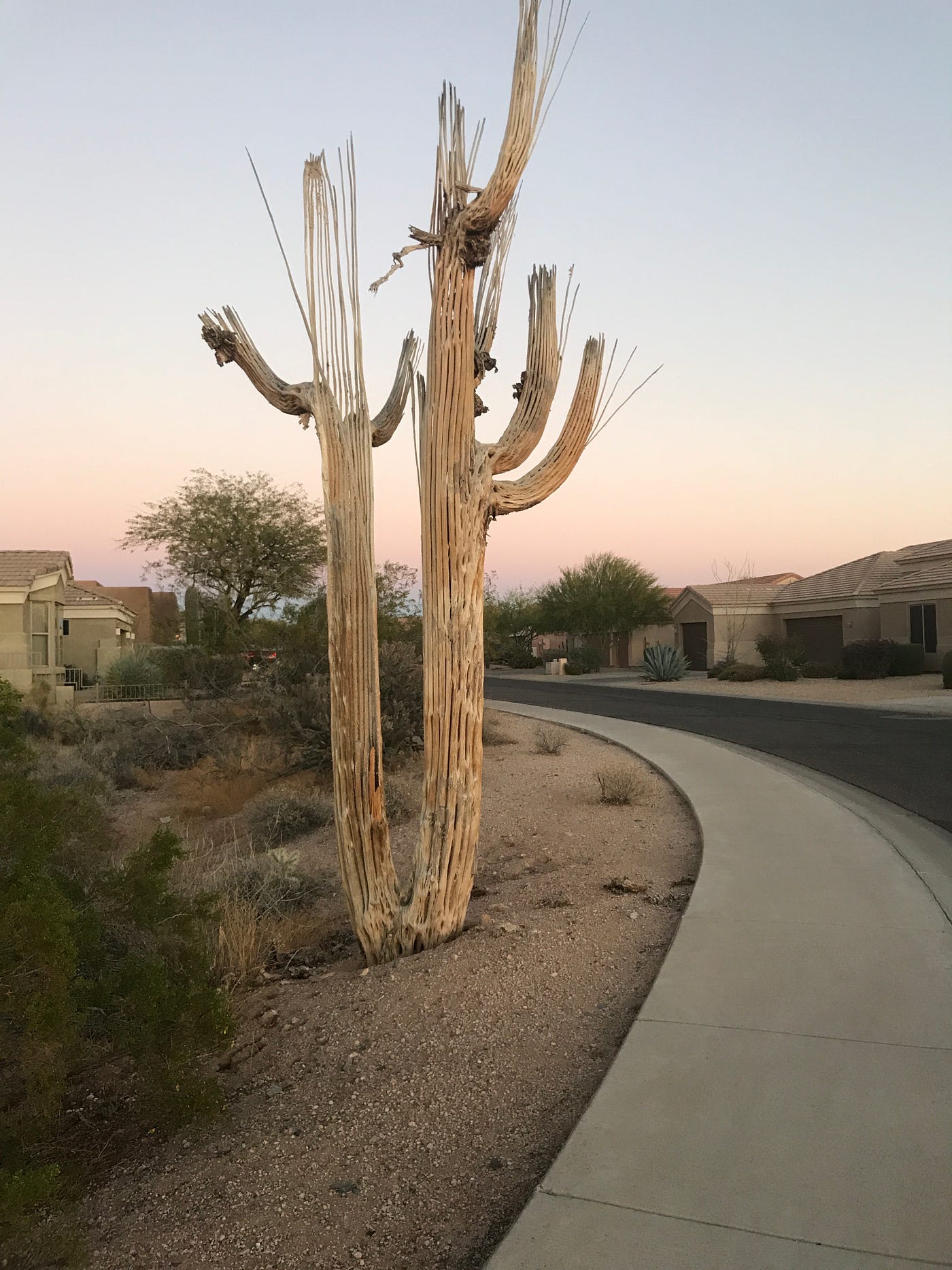 11 Interesting Facts About the Saguaro Cactus | by AS Briggs | For the Love  of the Land | Medium