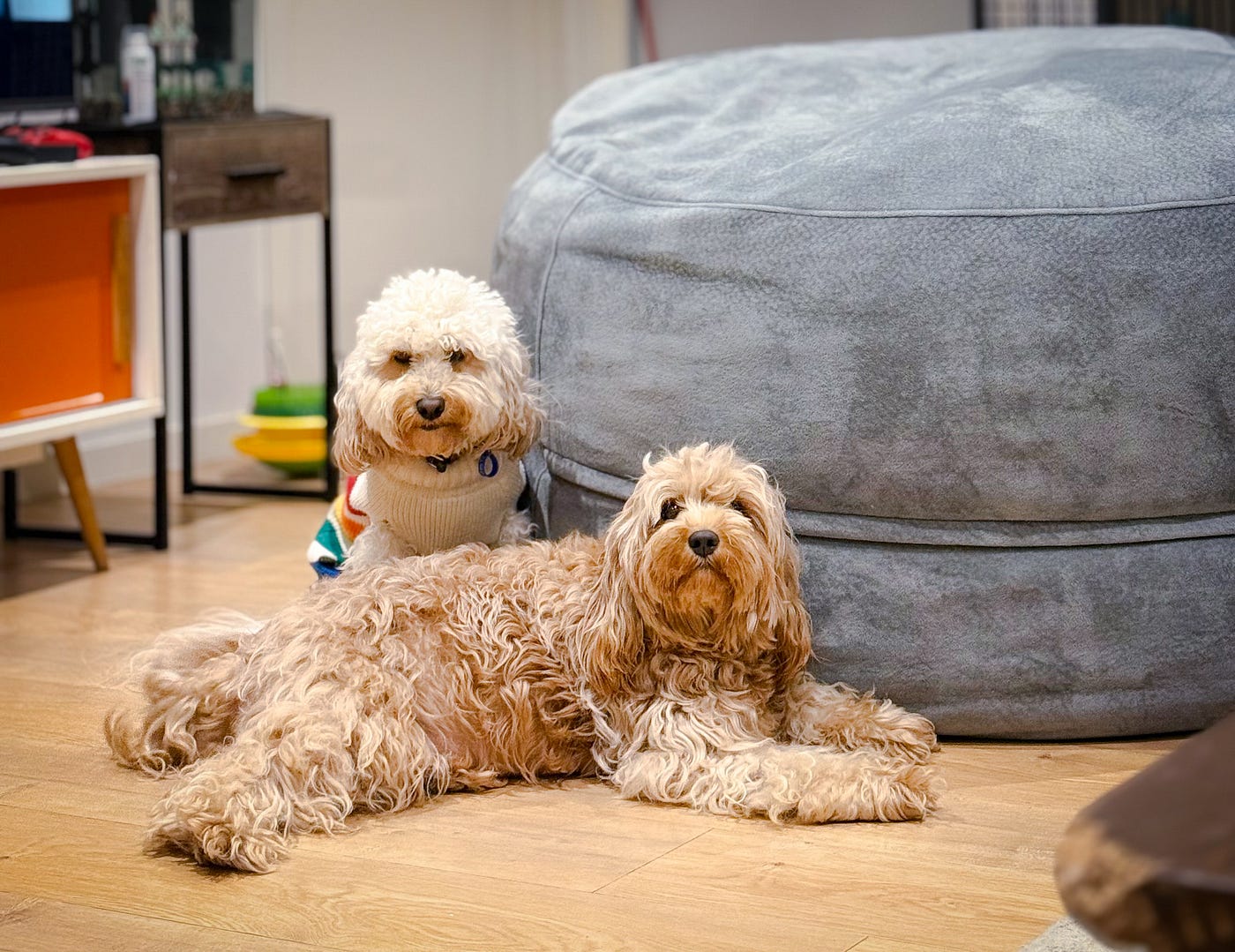Breeding the Perfect Cavoodle: The Vision Behind “Our Cuddles”