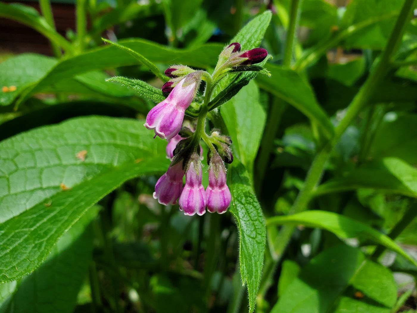Blooms on my comfrey (photo by author)