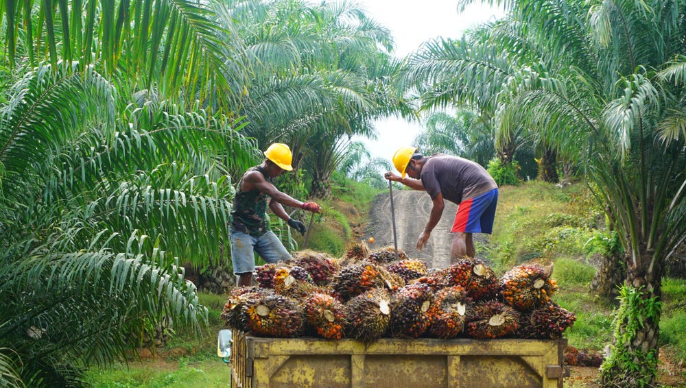 3 Reasons Why The Current Palm Oil Industry Is Disastrous For Our Planet |  by Dr. Erlijn van Genuchten | The Environment | Medium