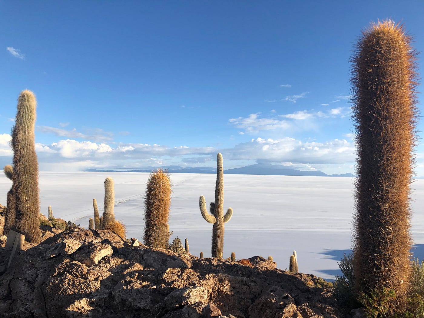Isla Incahuasi, Bolivia, Is One Of The Most Surreal Places I've Been To |  by Nicholas Colombo | Globetrotters | Medium