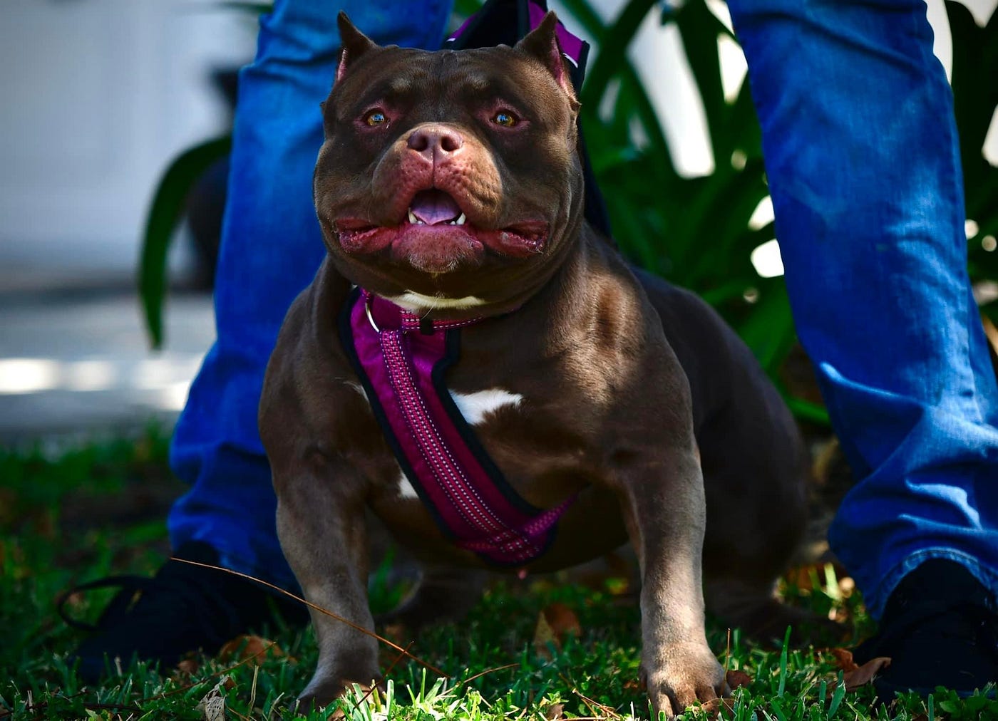 The WOW Factor Bully Dog Show