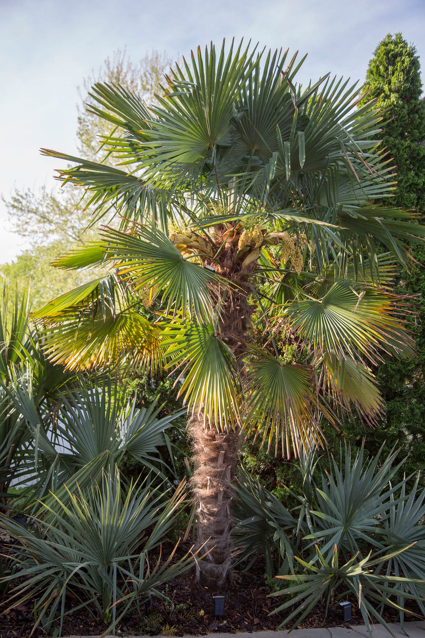 The Ultimate Guide to Cold Hardy Palms