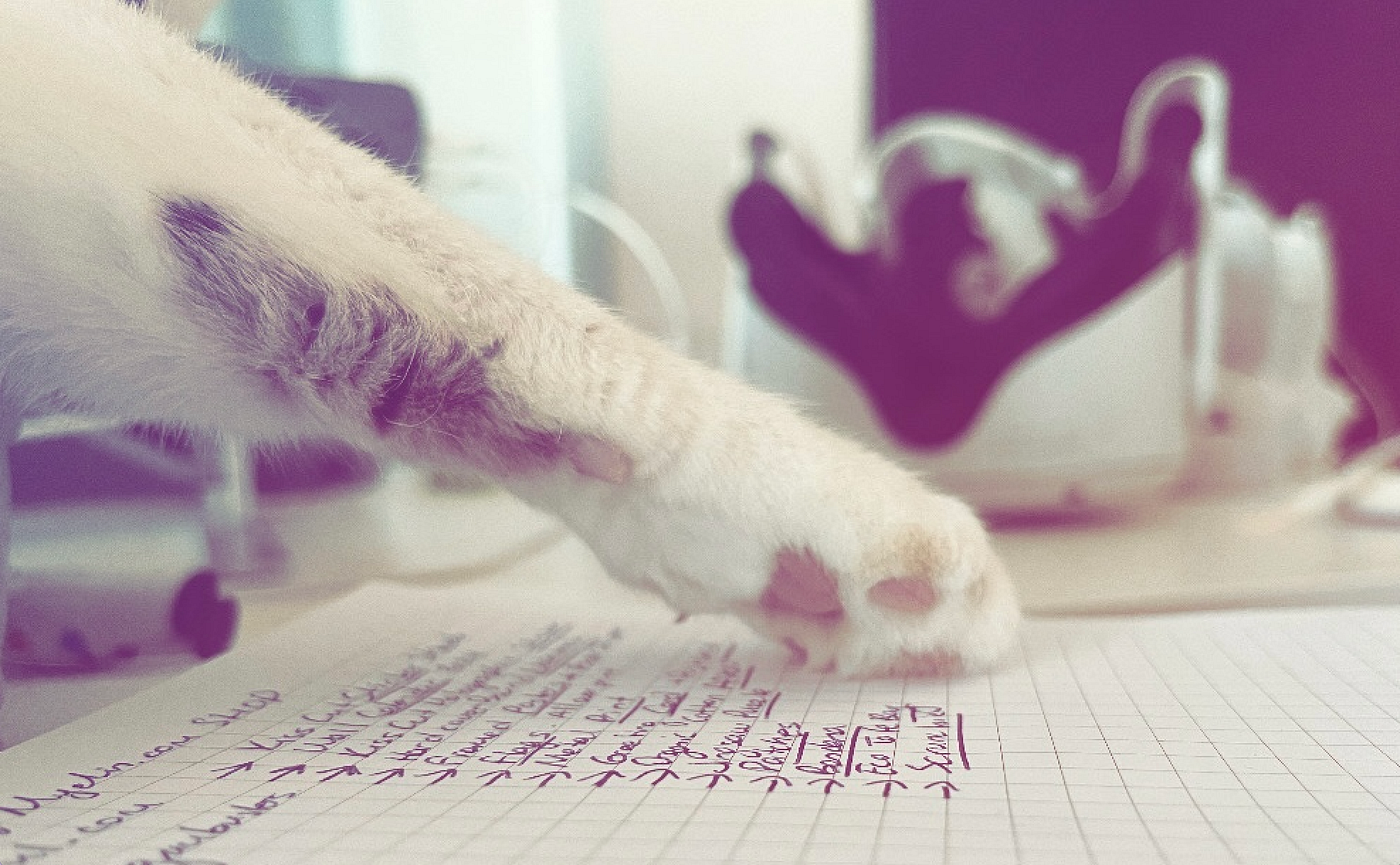 Pazar kahvesi, Kedi Patilistesi.