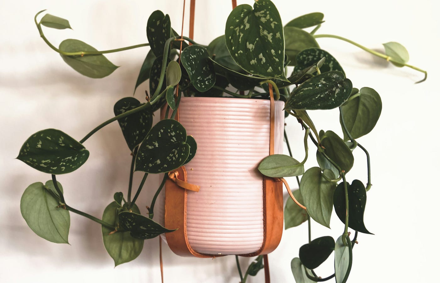 How To Talk To Your Loved One About Houseplant Addiction | by Amy Greenlee  | Slackjaw | Medium