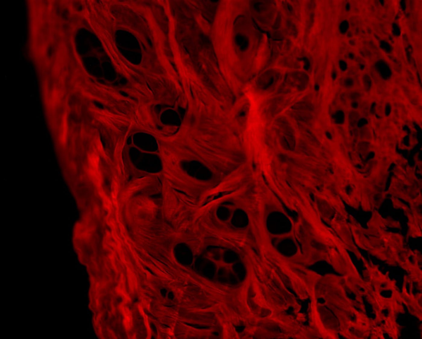 The Secret Machinery of Life May Already Use τ-Coherence — And That Changes Everything