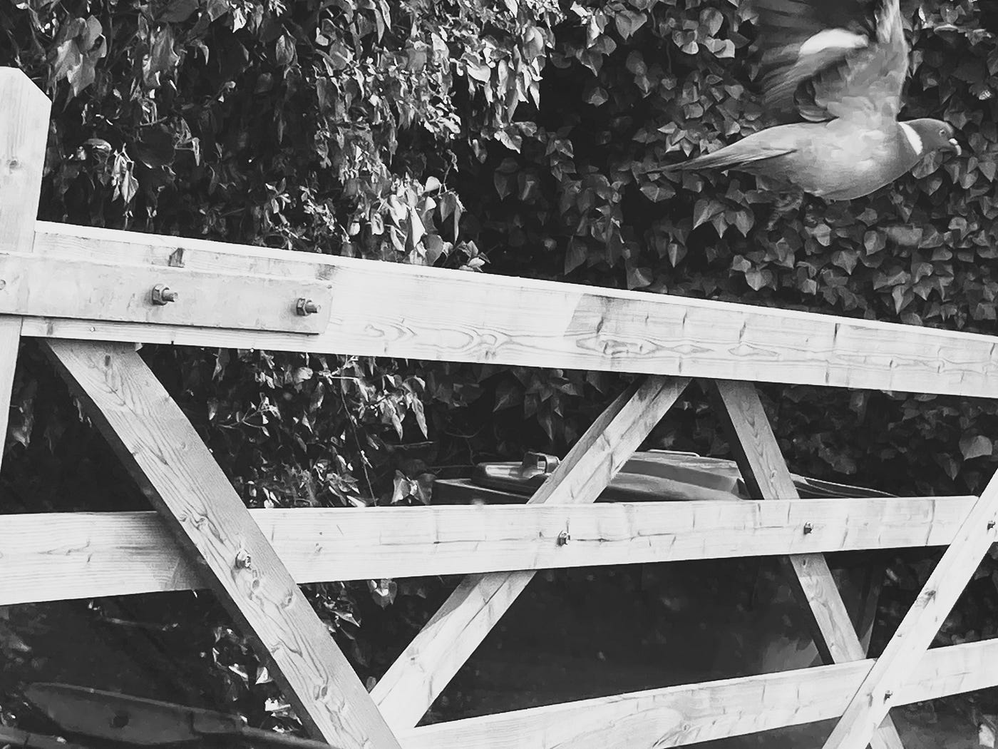 Photo: Penny Grubb