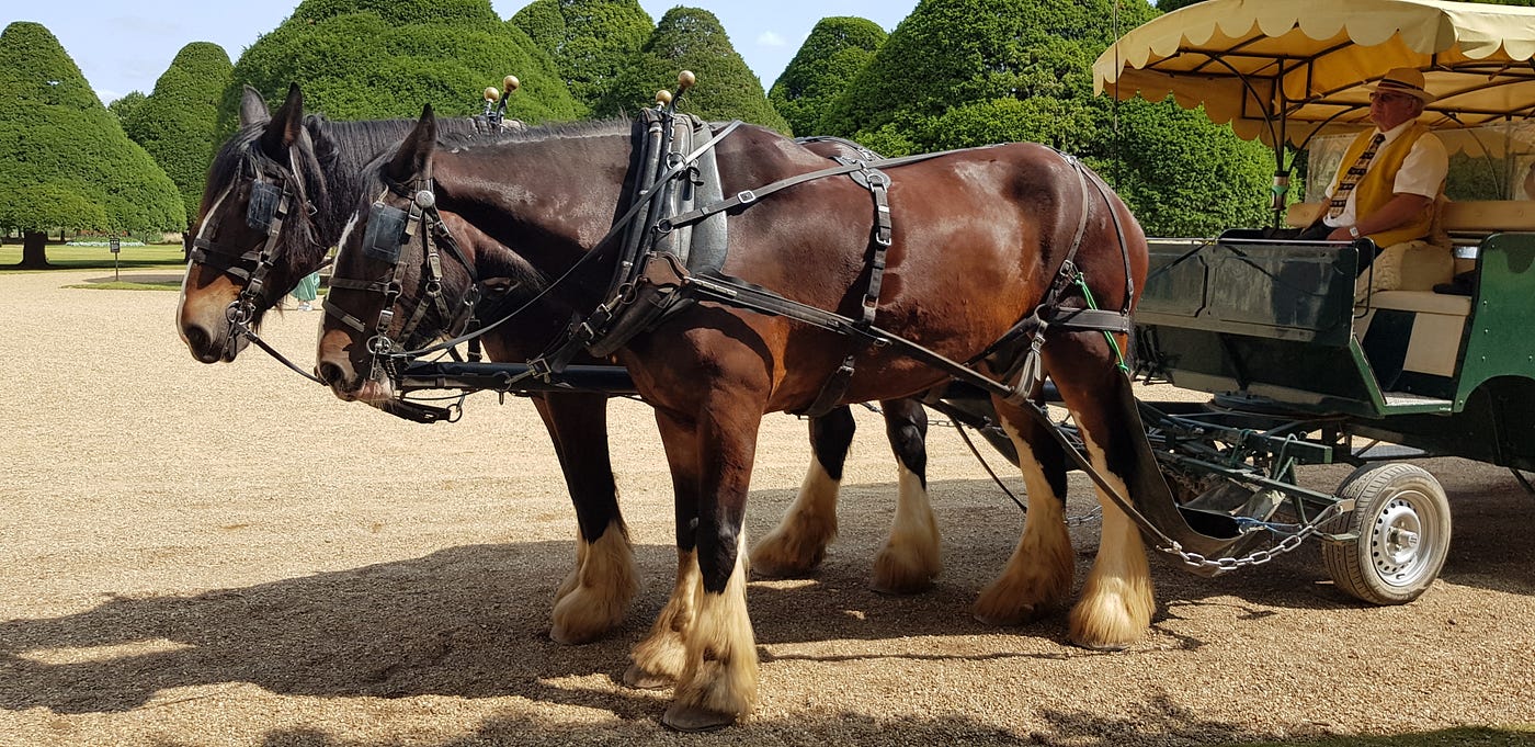 Shire horses — Credit: Author
