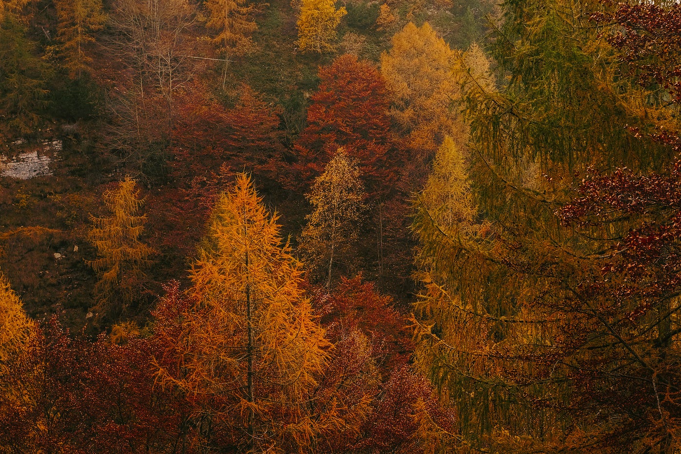 Photo by Cristina Gottardi on Unsplash