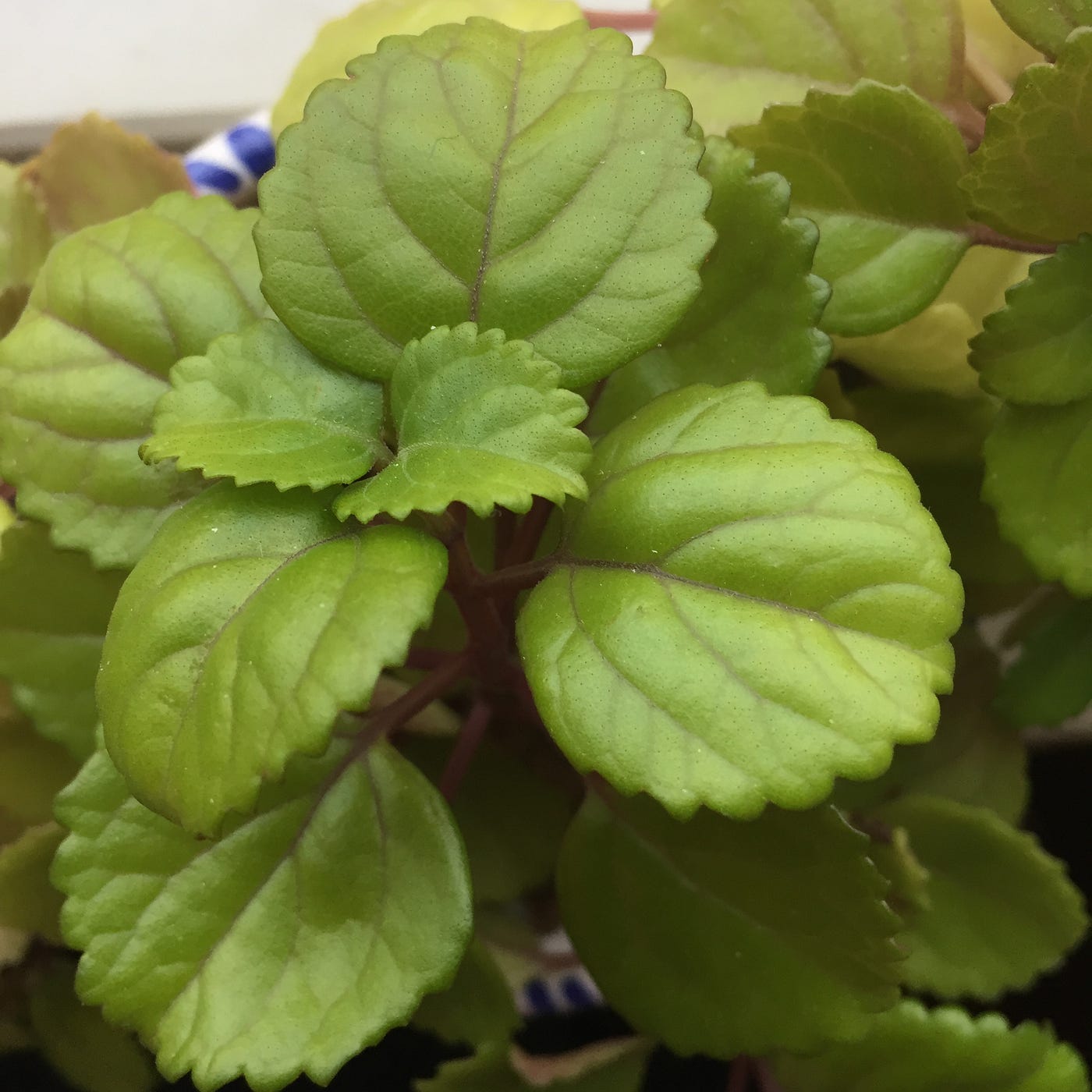 diagnosis - My ivy leaves are turning hard with yellow to dark brown shade  - Gardening & Landscaping Stack Exchange